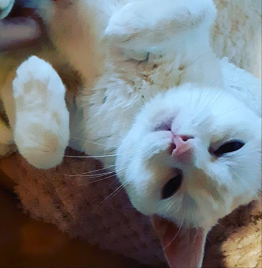 Cristal a rejoint le concours — aidez-le/la à gagner de superbes lots ! carnivore, cat, claw, comfort, fawn, felidae, fur, paw, plant, small_to_medium_sized_cats, snout, tail, terrestrial_animal, whiskers