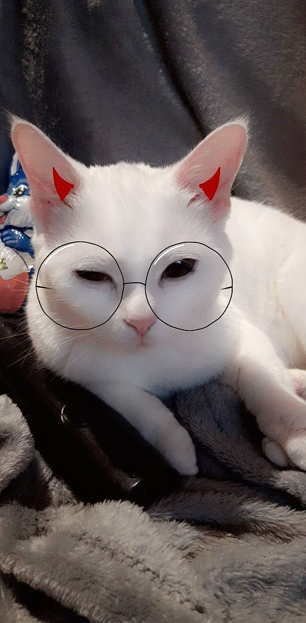 Cristal a rejoint le concours — aidez-le/la à gagner de superbes lots ! carmine, carnivore, cat, comfort, domestic_short_haired_cat, fawn, felidae, fur, grey, mammal, paw, photo_caption, plush, small_to_medium_sized_cats, snout, tail, vertebrate, whiskers