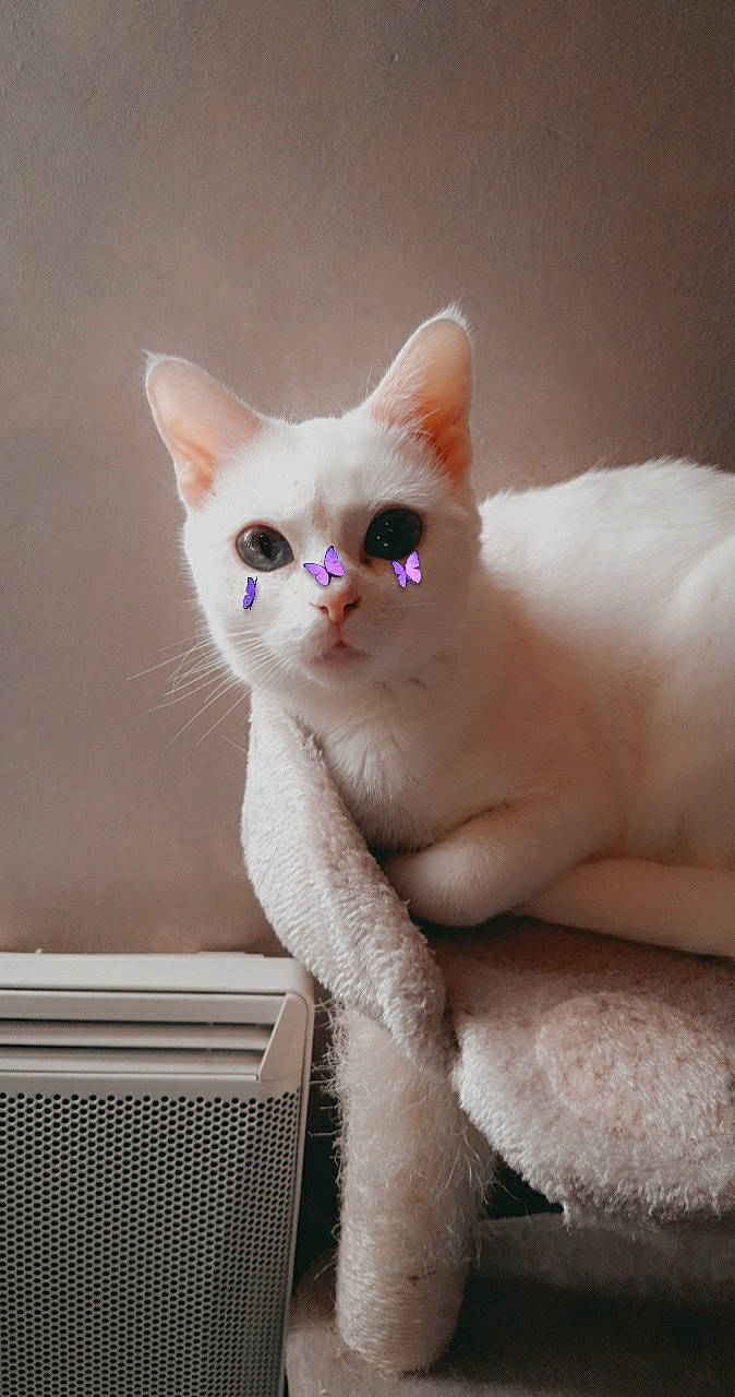 Cristal a rejoint le concours — aidez-le/la à gagner de superbes lots ! carnivore, cat, comfort, domestic_short_haired_cat, fawn, felidae, fur, paw, siamese, small_to_medium_sized_cats, snout, tail, whiskers