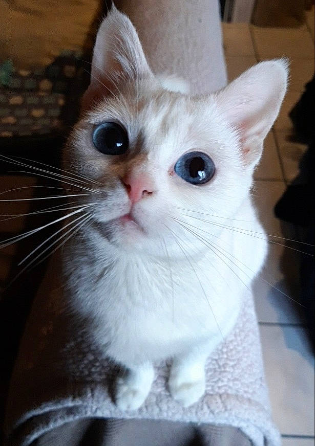 Cristal participe au concours pour gagner de l'argent avec cette photo : carnivore, cat, claw, collar, domestic_short_haired_cat, ear, eye, fawn, felidae, flooring, fur, head, iris, paw, pet_supply, small_to_medium_sized_cats, snout, tail, whiskers