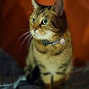 Kissme a rejoint le concours — aidez-le/la à gagner de superbes lots ! cat, tabby_cat, pet, portrait, indoor, bed, blanket, whiskers, ears, collar, green_eyes, fur, sitting, close_up, bokeh, shallow_depth_of_field, warm_tone, animal, cute, domestic_animal