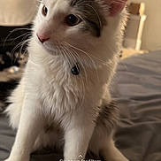 Marco joined the competition — help win amazing prizes! cat, indoor, bed, pet, white, gray, feline, fur, animal, sitting, ears, whiskers, collar, domestic, cute, curious, television, background, soft_light, phone_screen