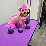 Snowette joined the competition — help win amazing prizes! dog, pink_fur, purple_table, pumpkins, bandana, indoor, grooming_table, pet, small_dog, decor, purple_pumpkins, floor, wall, leash, animal, cute, festive, orange, accessory, pet_grooming