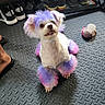 Snowette is registered to the contest to win money with this photo: adult, animal, canine, clothing, dog, footwear, male, man, person, pet, poodle, puppy, runningshoe, sandal, shoe, slate, sneaker, terrier, toy, whitedog