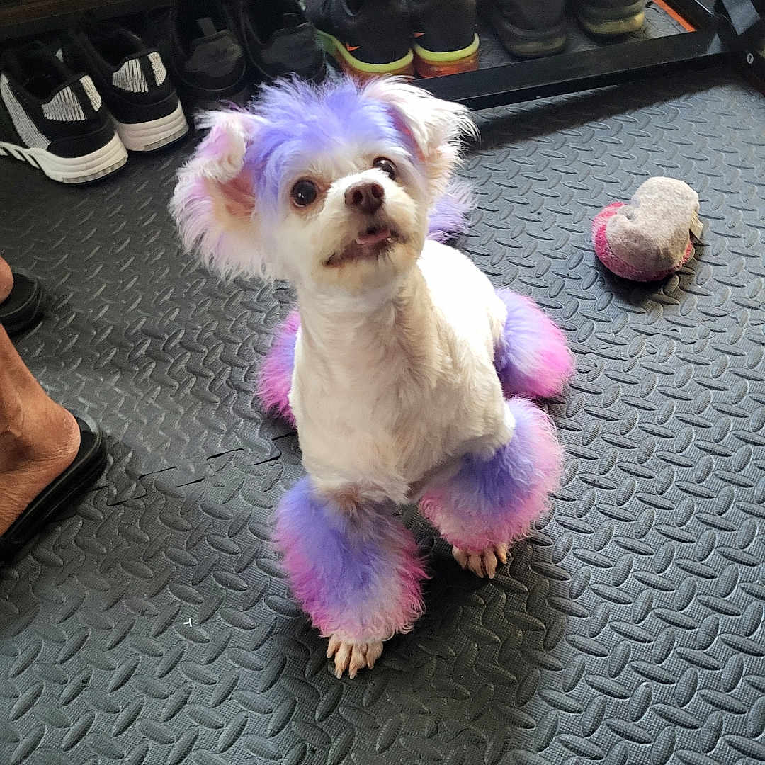 Snowette