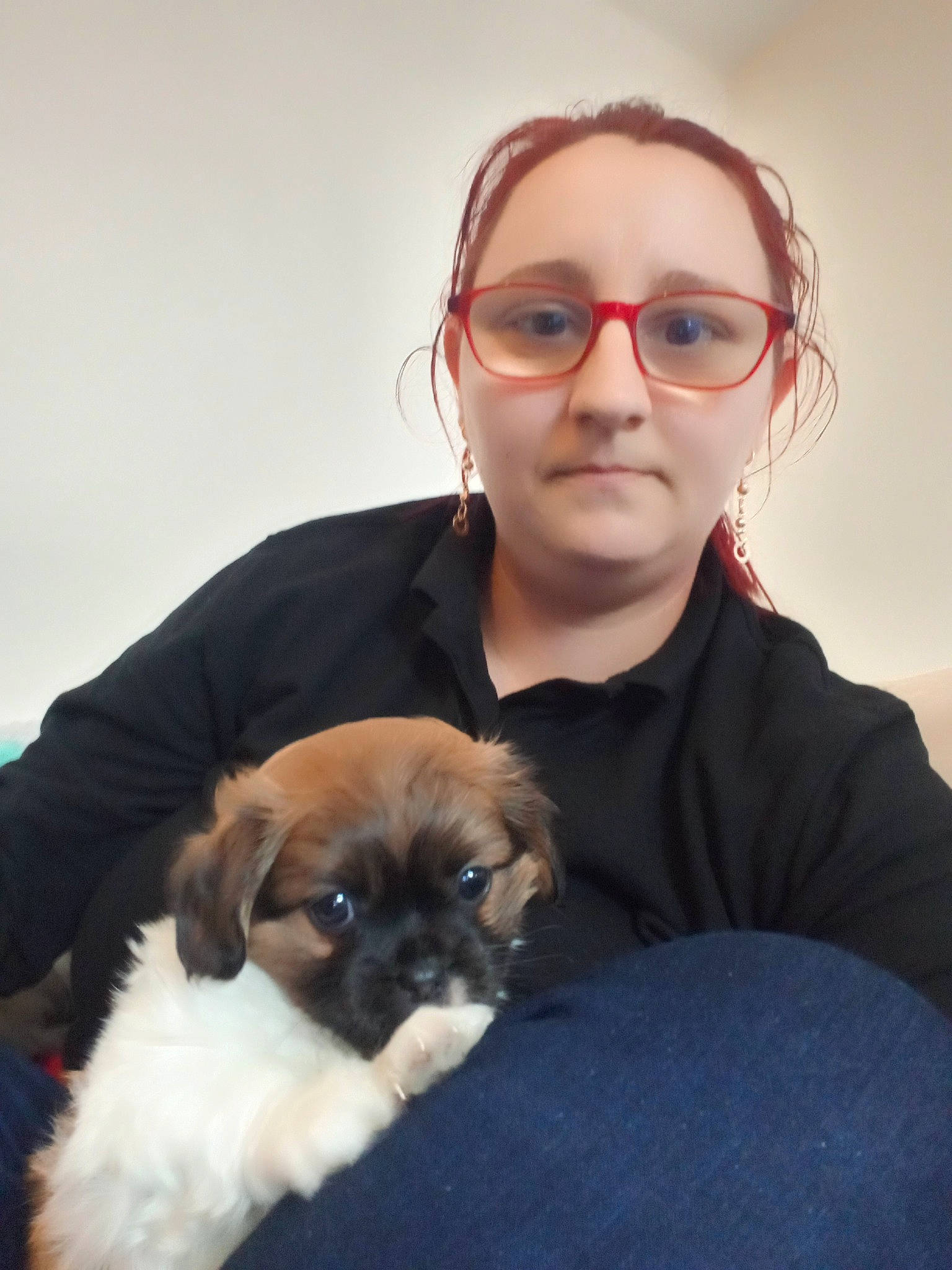 Zelda participe au concours pour gagner de l'argent avec cette photo : canidae, carnivore, comfort, companion_dog, dog, dog_breed, eyewear, fawn, flash_photography, fur, glasses, happy, iris, skin, snout, sporting_group, sunglasses, toy_dog, vision_care, whiskers