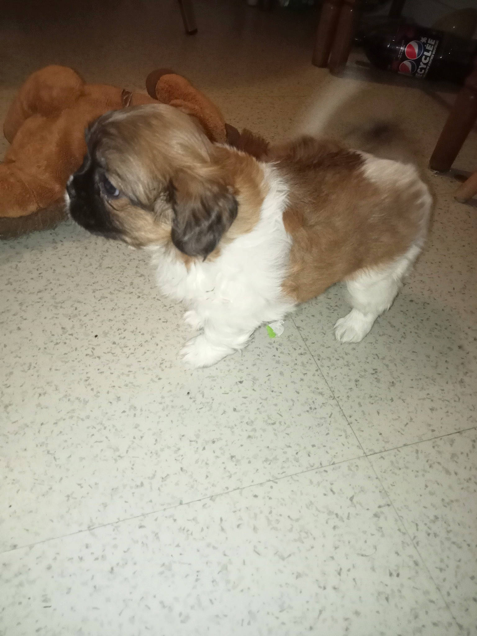 Zelda participe au concours pour gagner de l'argent avec cette photo : canidae, carnivore, companion_dog, dog, dog_breed, dog_supply, fawn, flooring, fur, hardwood, liver, shih_tzu, small_terrier, snout, sporting_group, tail, terrier, toy_dog, whiskers, working_animal