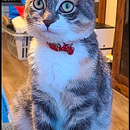 Minnie is registered to the contest to win money with this photo: bow_tie, cat, close_up, collar, curious, domestic_animal, feline, floor, fur, green_eyes, home, indoor, laundry_basket, paws, pet, portrait, sitting, tabby_cat, whiskers, wooden_furniture