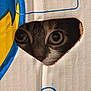 Minnie joined the competition — help win amazing prizes! animal, black_fur, box_art, brown_fur, cardboard_box, cardboard_texture, cat, close_up, curious, cute, eye, face_peek, feline, hole, indoor, pet, playful, whiskers, white_fur, wide_eyes
