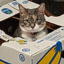animal, bell, box, cardboard, cat, closeup, collar, container, curious, domestic, ears, eyes, feline, household, indoor, pet, playful, portrait, sitting, whiskers