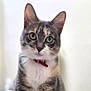 animal, cat, closeup, collar, curious, cute, domestic_animal, ears, eyes, feline, fur, indoor, looking, mammal, pet, portrait, tabby, whiskers, white_chest, young_cat