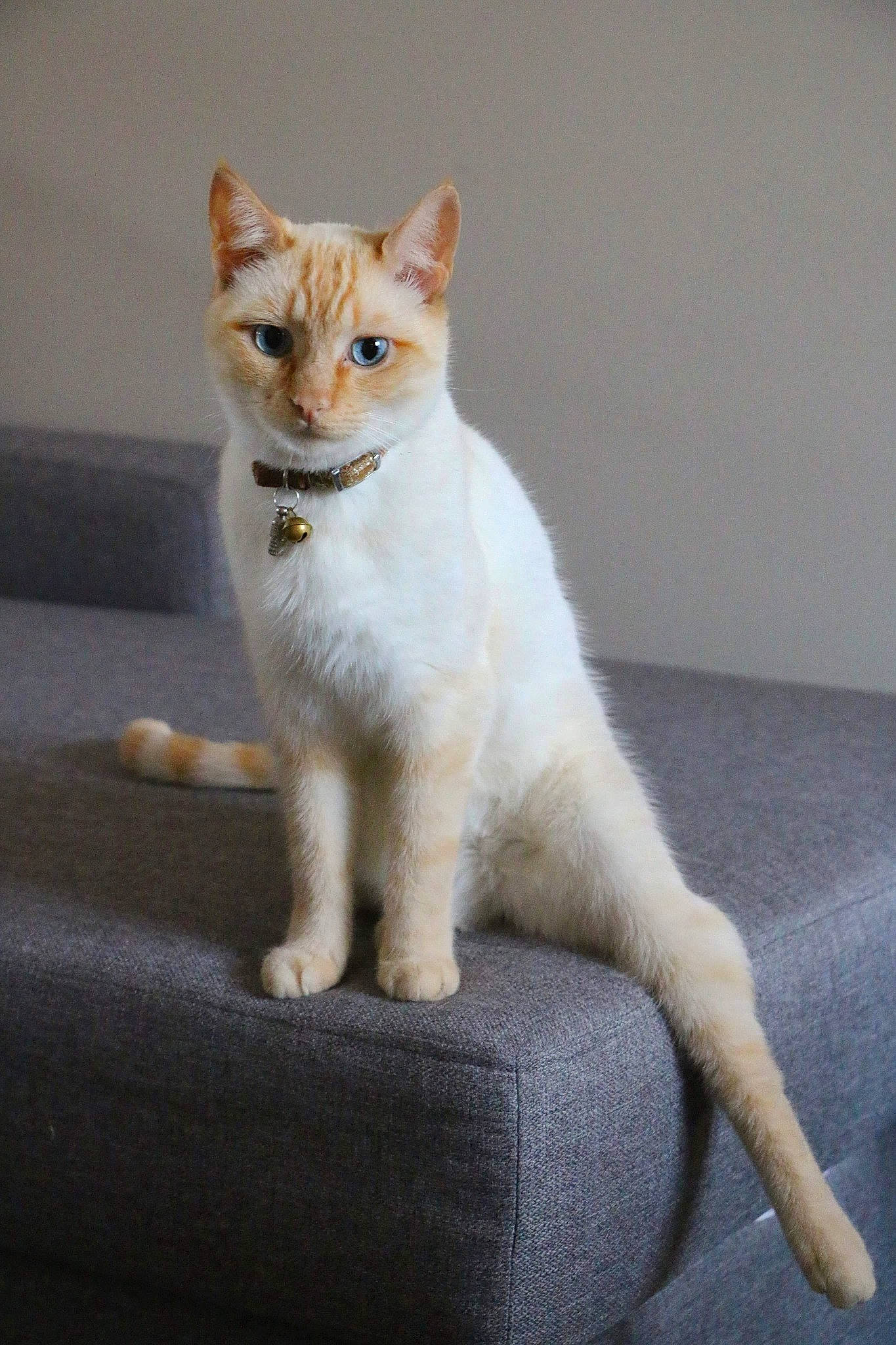 Kenaï participe au concours pour gagner de l'argent avec cette photo : art, carnivore, cat, claw, collar, domestic_short_haired_cat, eye, fawn, felidae, foot, fur, paw, road_surface, sitting, small_to_medium_sized_cats, snout, tail, terrestrial_animal, whiskers