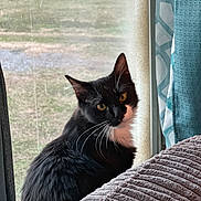 Carbon joined the competition — help win amazing prizes! cat, tuxedo_cat, whiskers, window, curtain, cushion, sofa, indoor, pet, feline, golden_eyes, black_and_white, fur, portrait, sitting, looking_at_camera, cozy, home_interior, textured_fabric, backyard