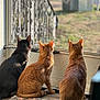 Carbon is registered to the contest to win money with this photo: three_cats, ginger_cat, black_cat, window, screen_door, porch, rug, indoor, sunlight, back_view, sitting, curious, ears, tail, whiskers, pet, domestic_cat, trio, bokeh, home