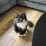 Carbon joined the competition — help win amazing prizes! cat, tuxedo_cat, pet, indoor, couch, wooden_floor, curious, yellow_eyes, whiskers, paws, white_paws, fur, tail, sitting, portrait, looking_up, cozy, furniture, table_edge, sunlight