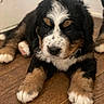 adorable, animal, bernesemountaindog, closeup, companion, cute, dog, domestic, face, fluffy, fur, indoor, lying_down, mammal, paw, pet, puppy, tri_color, wooden_floor, young