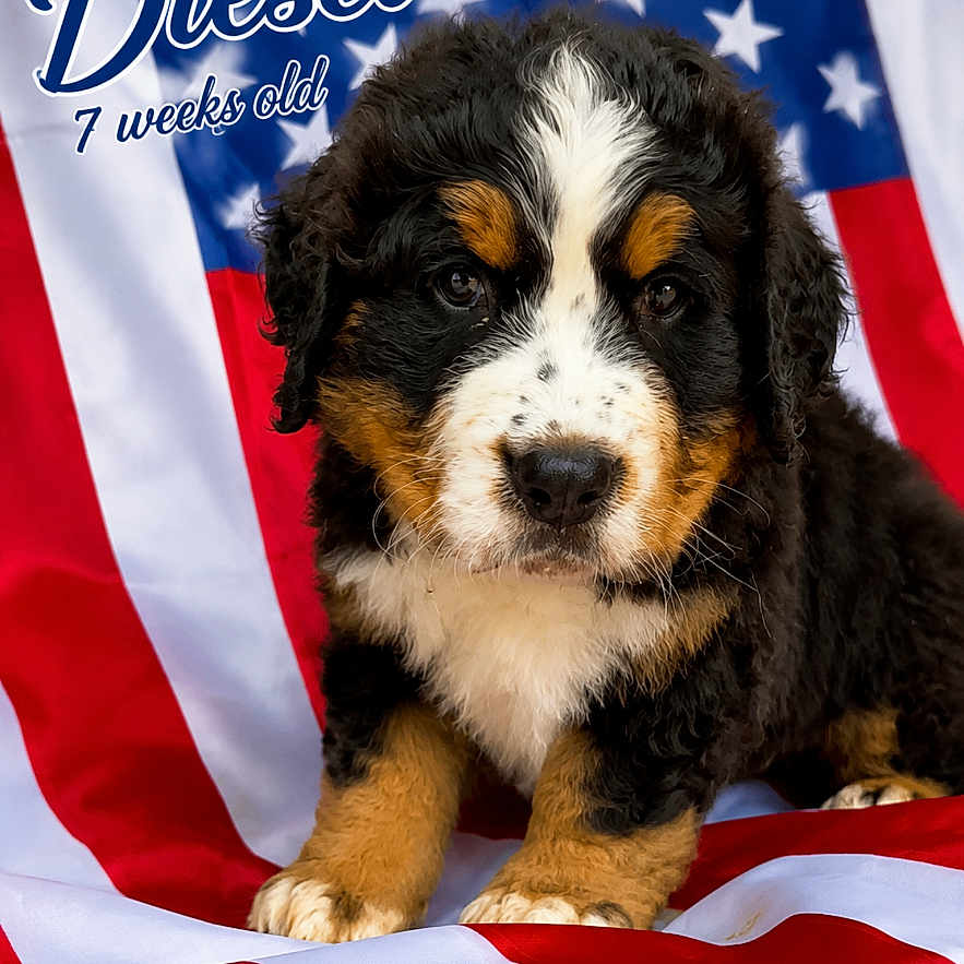 Diesel joined the competition — help win amazing prizes! adorable, american_flag, animal, background, bernese_mountain_dog, black, brown, cute, dog, face, fluffy, fur, patriotic, pet, portrait, puppy, sitting, text_overlay, white, young_dog
