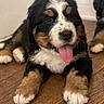 Diesel joined the competition — help win amazing prizes! adorable, animal, bernese_mountain_dog, closeup, companion, cute, dog, domestic, friendly, fur, indoor, laying_down, mammal, pet, playful, puppy, tongue_out, tricolor, wooden_floor, young