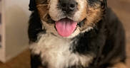 Diesel joined the competition — help win amazing prizes! adorable, animal, bernese_mountain_dog, black, brown, canine, companion, cute, dog, fluffy, fur, indoor, pet, portrait, puppy, sitting, tongue_out, white, wooden_floor, young