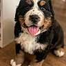 adorable, animal, bernese_mountain_dog, black, brown, canine, companion, cute, dog, fluffy, fur, indoor, pet, portrait, puppy, sitting, tongue_out, white, wooden_floor, young