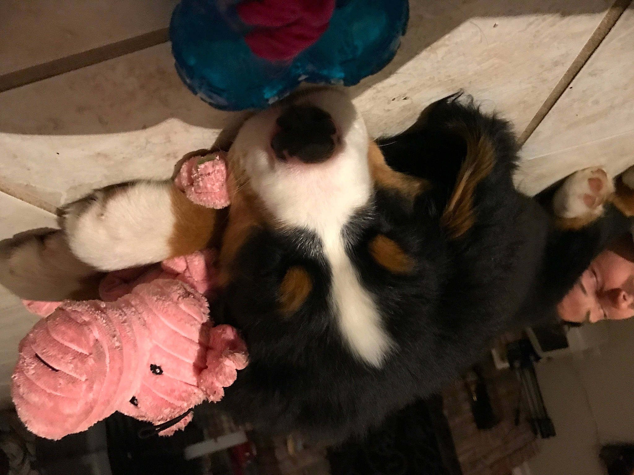 Bubba is registered to the contest to win money with this photo: canidae, carnivore, companion_dog, dog_breed, ear, fawn, felidae, fun, fur, jaw, natural_material, non_sporting_group, paw, small_to_medium_sized_cats, snout, sporting_group, tail, whiskers, working_animal