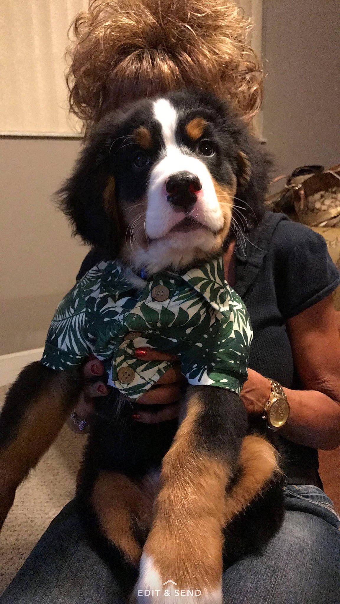 Bubba joined the competition — help win amazing prizes! canidae, carnivore, clock, companion_dog, dog, dog_breed, dog_supply, fur, liver, snout, sporting_group, terrestrial_animal, watch, whiskers