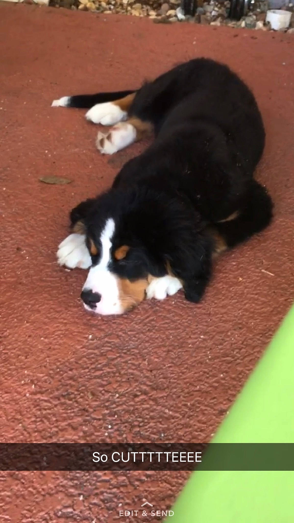 Bubba is registered to the contest to win money with this photo: bernese_mountain_dog, canidae, carnivore, companion_dog, dog, dog_breed, flooring, giant_dog_breed, herding_dog, paw, puppy, snout, sporting_group, tail, terrestrial_animal, wood, working_animal, working_dog