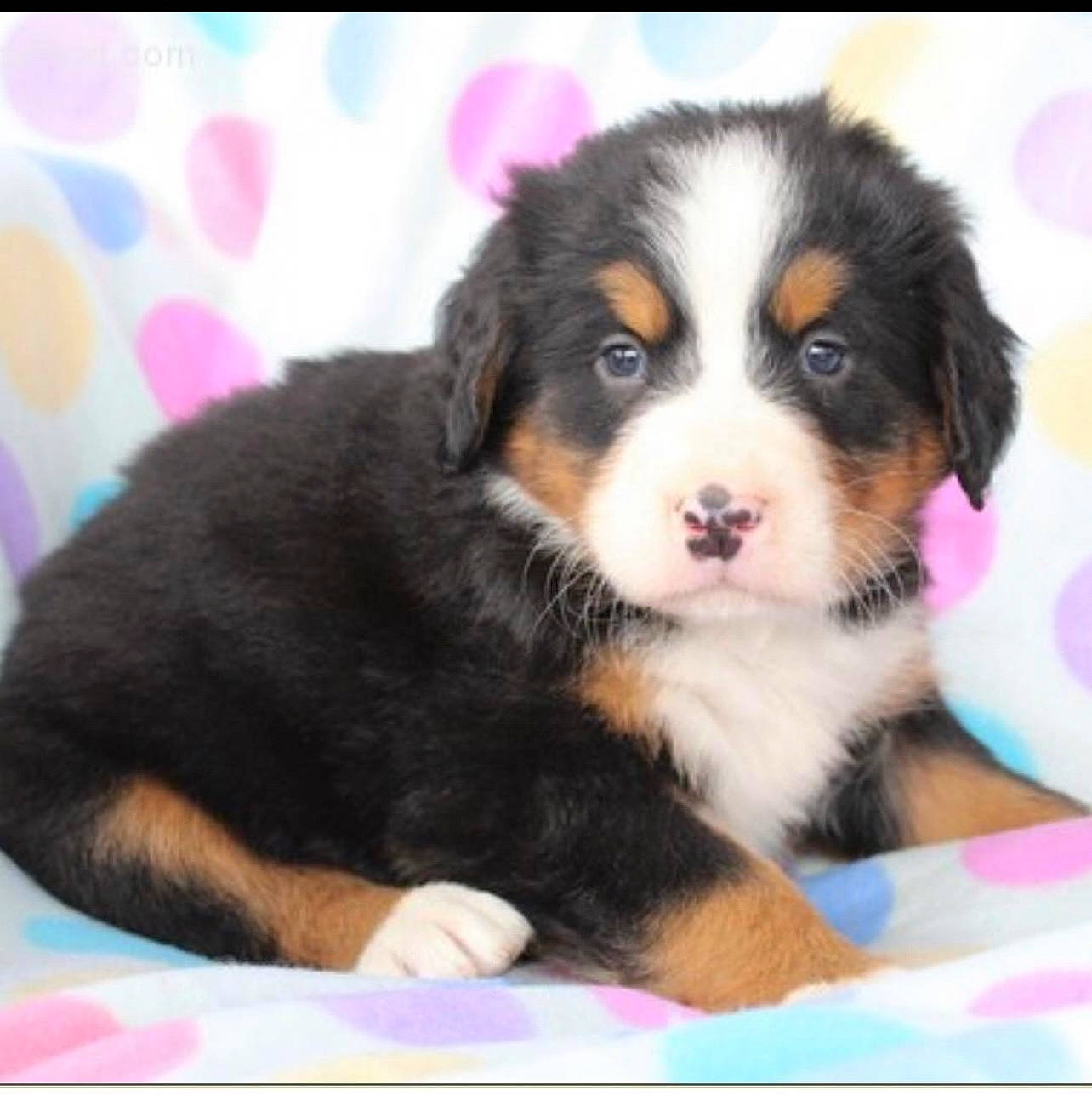 Bubba is registered to the contest to win money with this photo: bernese_mountain_dog, canidae, carnivore, companion_dog, dog, dog_breed, fur, rectangle, sharing, snout, sporting_group, working_dog