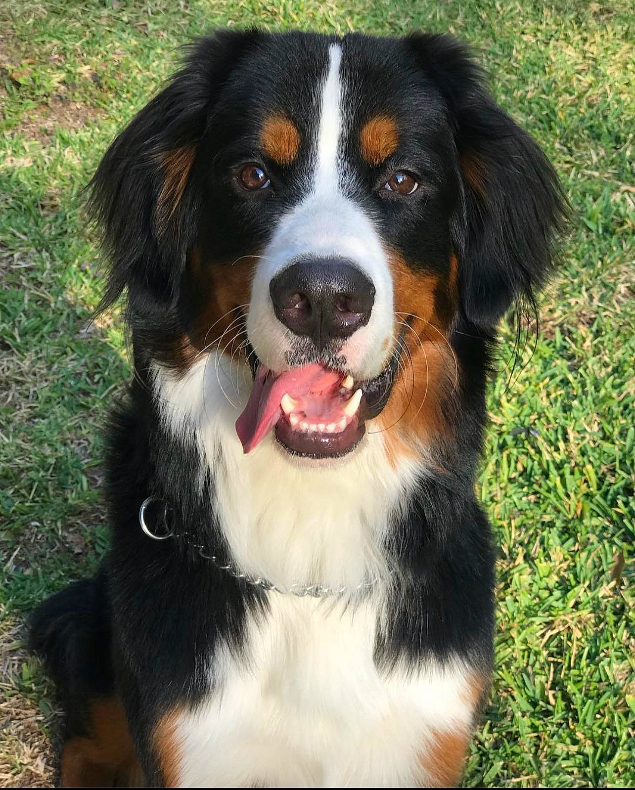 Bubba is registered to the contest to win money with this photo: bernese_mountain_dog, canidae, carnivore, companion_dog, dog, dog_breed, fur, grass, hunting_dog, plant, snout, sporting_group, terrestrial_animal, whiskers, working_dog