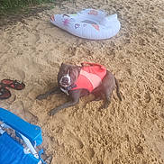 Baloo joined the competition — help win amazing prizes! dog, life_jacket, beach, sand, footprints, inflatable_raft, blue_chair, sandals, outdoor, summer, pet, canine, relaxing, water_safety, vacation, leisure, nature, sunny, resting, adventure