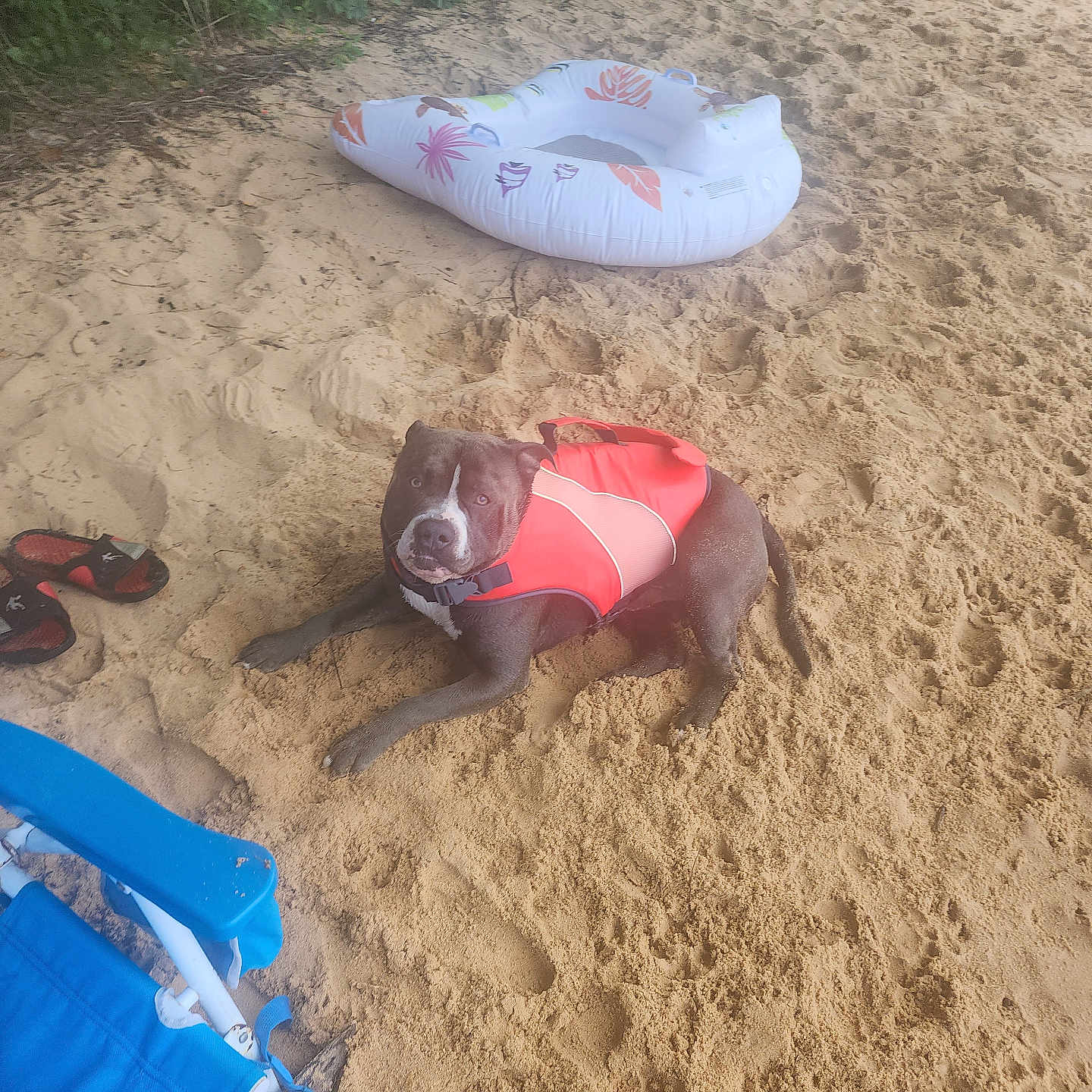 Baloo joined the competition — help win amazing prizes! dog, life_jacket, beach, sand, footprints, inflatable_raft, blue_chair, sandals, outdoor, summer, pet, canine, relaxing, water_safety, vacation, leisure, nature, sunny, resting, adventure