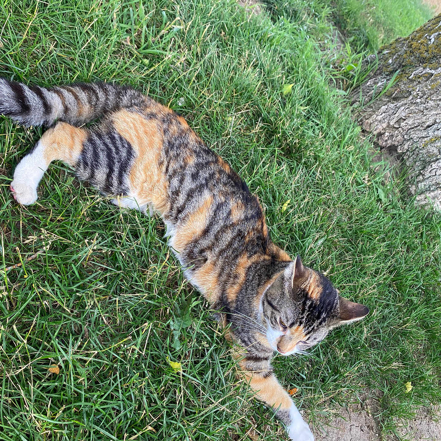 Callie is registered to the contest to win money with this photo: animal, calico, cat, closeup, daylight, domestic_cat, feline, fur, garden, grass, lying_down, mammal, nature, outdoor, pet, playful, relaxed, tree, whiskers, wildlife
