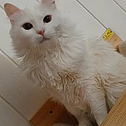 Eggy is registered to the contest to win money with this photo: animal, cat, closeup, curious, domestic_cat, ears, feline, fluffy, fur, furniture, house_pet, indoor, looking, pet, portrait, sitting, wall, whiskers, white_cat, wooden_structure