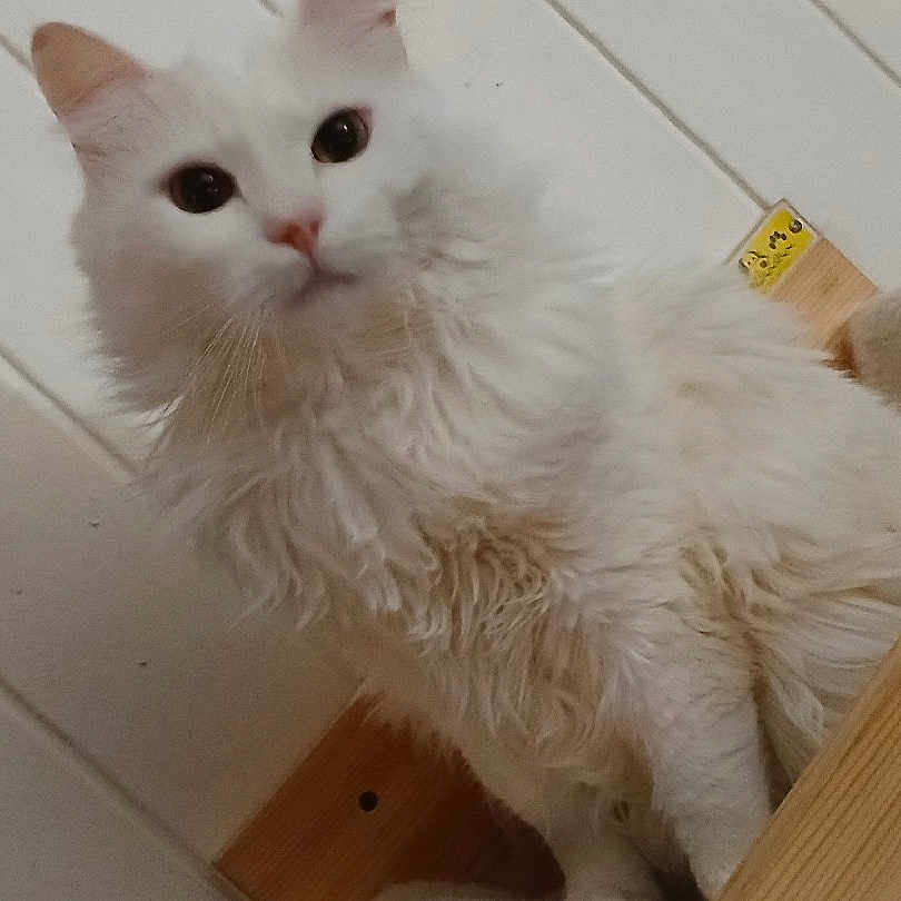 Eggy