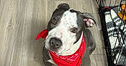 Zeus is registered to the contest to win money with this photo: dog, bandana, pet, floor, crate, blanket, indoor, canine, animal, cute, sitting, looking_up, wooden_floor, domestic, companion, fur, ears, paws, red, gray