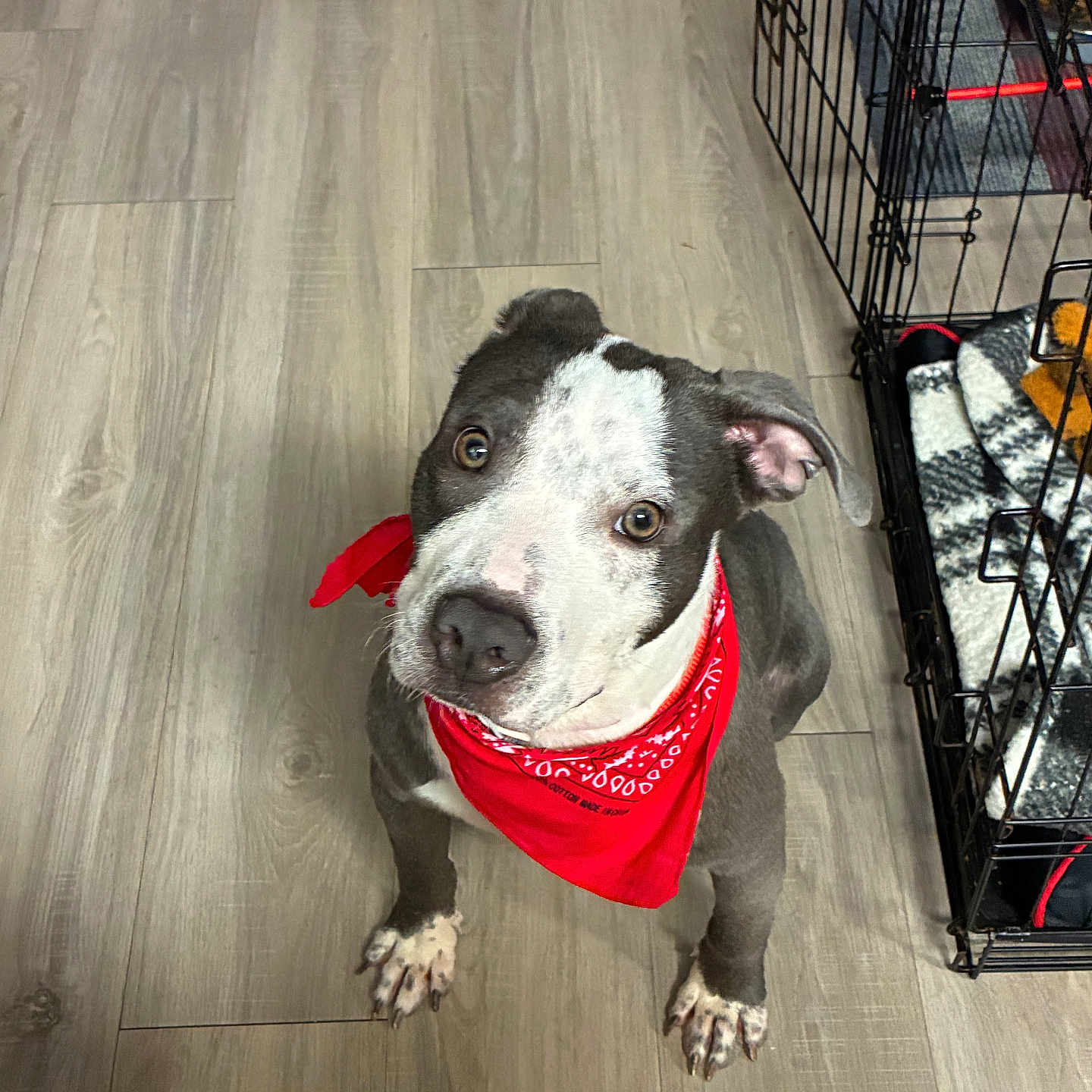 Zeus