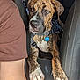 Marlo joined the competition — help win amazing prizes! animal, arm, brindle, brown, car, car_seat, collar, dog, fur, harness, indoors, interior, looking, paw, person, pet, resting, seatbelt, white_paws, window