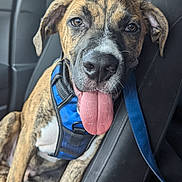 Marlo joined the competition — help win amazing prizes! animal, blue_harness, brindle, canine, car_seat, closeup, cute, dog, domestic_animal, friendly, happy, indoor, leash, pet, puppy, seat, sitting, tongue_out, vehicle, young_dog