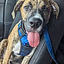 animal, blue_harness, brindle, canine, car_seat, closeup, cute, dog, domestic_animal, friendly, happy, indoor, leash, pet, puppy, seat, sitting, tongue_out, vehicle, young_dog