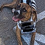animal, asphalt, black_and_white, brindle, canine, collar, cute, dog, friendly, happy, leash, looking_up, lying_down, mammal, outdoor, paws, pet, smiling, striped_clothing, tongue_out