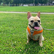 Kodak is registered to the contest to win money with this photo: dog, french_bulldog, pet, canine, animal, sitting, grass, lawn, park, outdoors, daylight, sunny, orange_harness, leash, tongue_out, upright_ears, portrait, closeup, greenery, happy