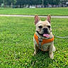 dog, french_bulldog, pet, canine, animal, sitting, grass, lawn, park, outdoors, daylight, sunny, orange_harness, leash, tongue_out, upright_ears, portrait, closeup, greenery, happy