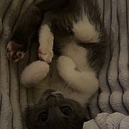 Bell joined the competition — help win amazing prizes! kitten, cat, pet, animal, feline, cute, sleeping, blanket, soft, cozy, fur, paws, whiskers, indoor, resting, curled_up, relaxed, young, gray, white
