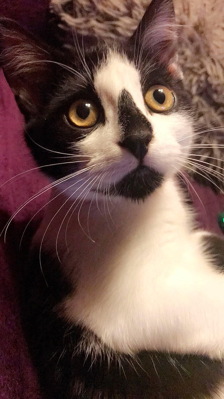 Balec participe au concours pour gagner de l'argent avec cette photo : aegean_cat, american_curl, american_wirehair, carnivore, cat, close_up, domestic_long_haired_cat, domestic_short_haired_cat, european_shorthair, eye, felidae, fur, kitten, mammal, norwegian_forest_cat, nose, small_to_medium_sized_cats, snout, whiskers