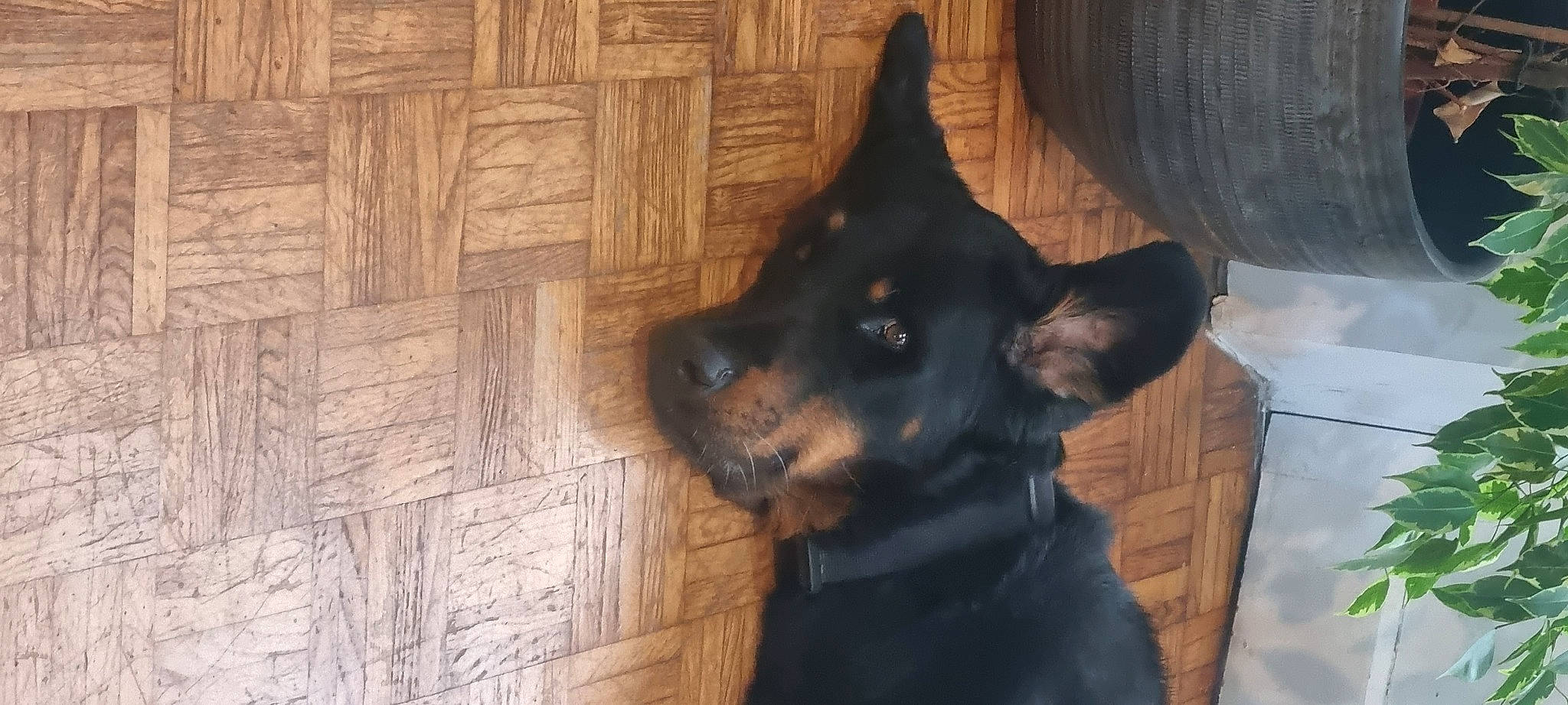 Nono participe au concours pour gagner de l'argent avec cette photo : canidae, carnivore, companion_dog, dog, dog_breed, ear, fawn, flooring, fur, guard_dog, hardwood, plank, snout, sporting_group, terrestrial_animal, whiskers, wood, wood_stain, working_animal, working_dog