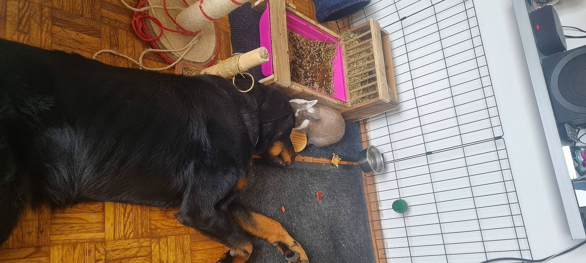 Nono participe au concours pour gagner de l'argent avec cette photo : building, canidae, carnivore, collar, companion_dog, dog, dog_breed, facade, fashion_accessory, flooring, fur, guard_dog, liver, pet_supply, snout, sporting_group, tail, window, wood, working_animal