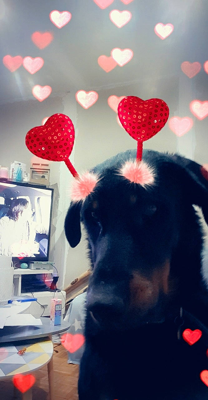 Nono participe au concours pour gagner de l'argent avec cette photo : black, canidae, carnivore, dog, ear, heart, love, organ, puppy, red, sporting_group, valentines_day