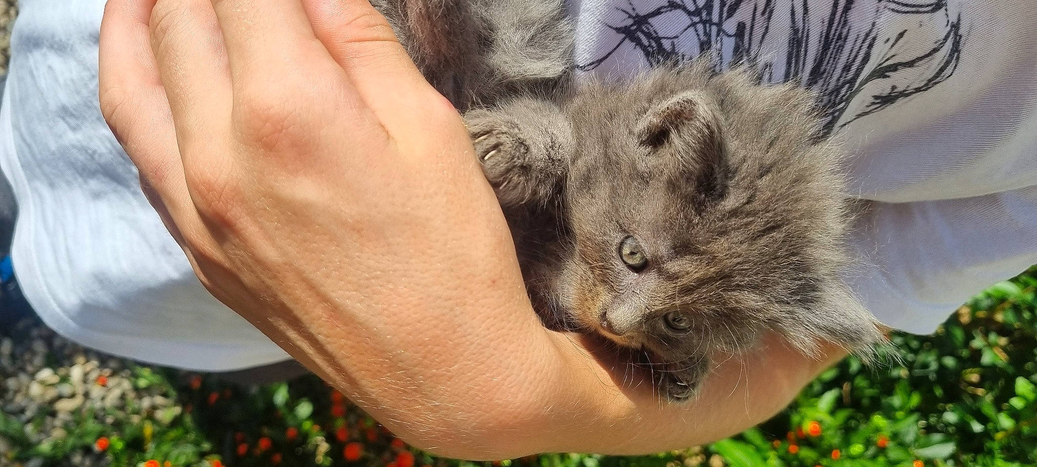 Kiara a rejoint le concours — aidez-le/la à gagner de superbes lots ! canidae, carnivore, cat, claw, domestic_short_haired_cat, fawn, felidae, fur, gesture, grass, nap, paw, plant, small_to_medium_sized_cats, snout, tail, terrestrial_animal, tree, whiskers, wildlife