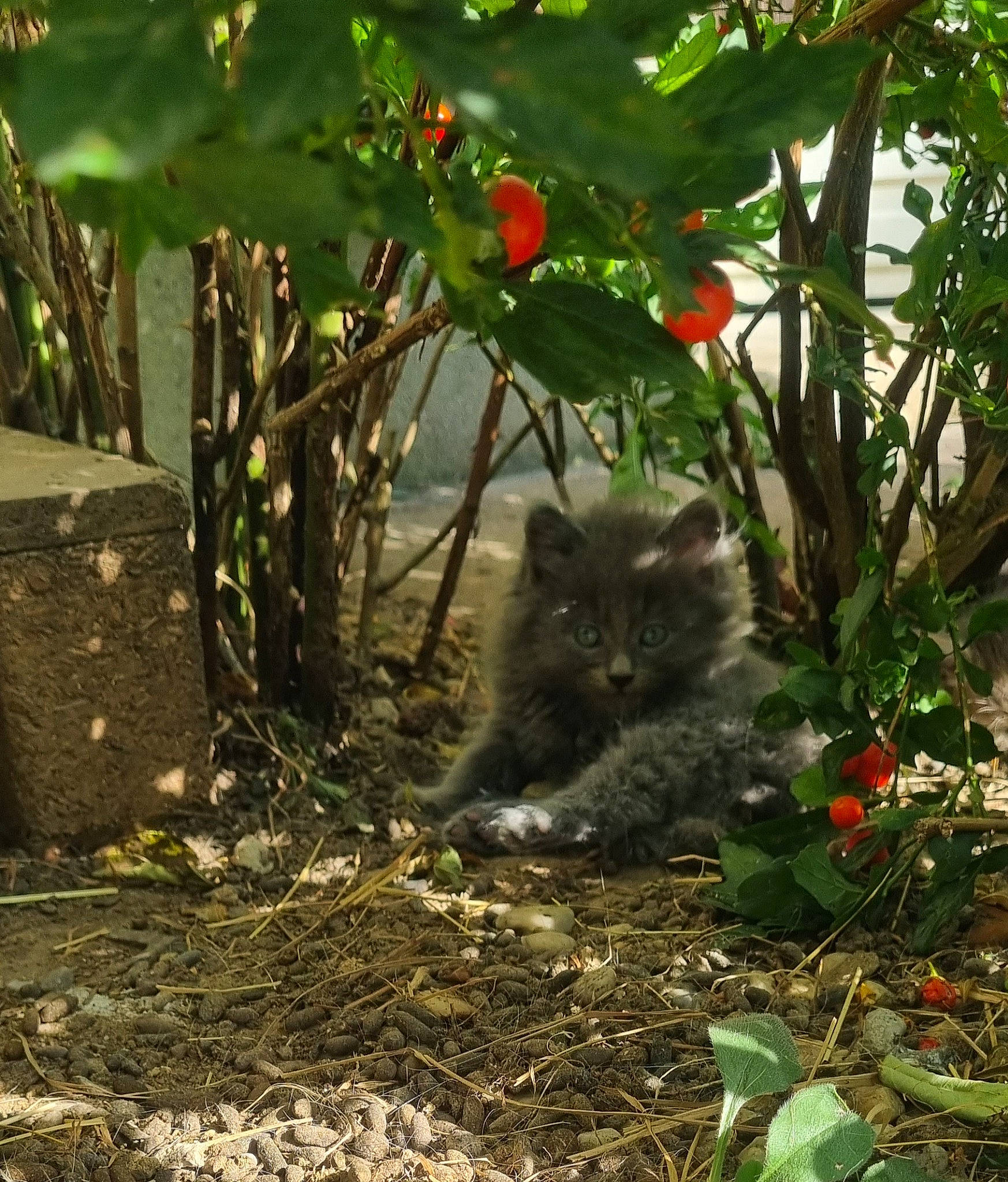 Kiara a rejoint le concours — aidez-le/la à gagner de superbes lots ! carnivore, fawn, felidae, fur, garden, grass, groundcover, herb, jungle, marsupial, plant, small_to_medium_sized_cats, soil, tail, terrestrial_animal, trunk, whiskers, wildlife, wood, woodland