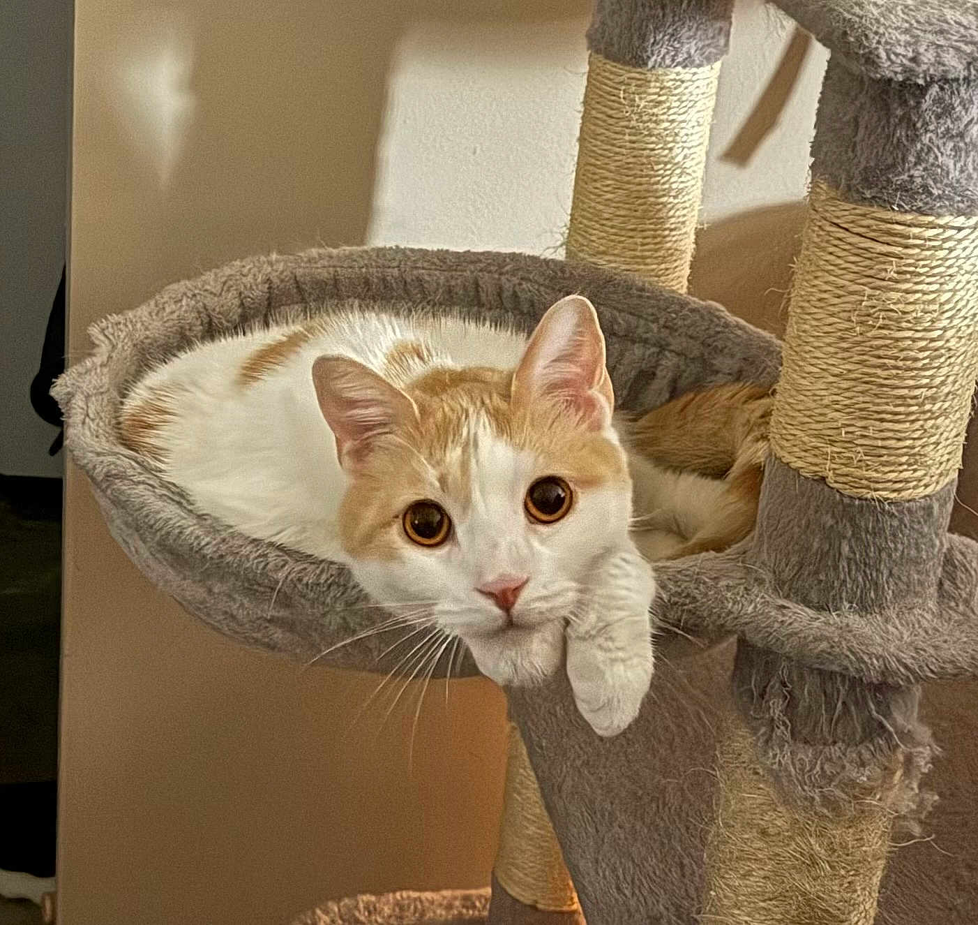 Carden is registered to the contest to win money with this photo: cat, orange, white, pet, feline, cat_tree, hammock, indoor, animal, cute, relaxed, curious, whiskers, ears, paw, fur, closeup, domestic, resting, looking